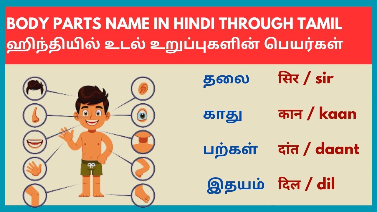 உடலின் பாகங்கள் ஹிந்தியில் | Parts of the Body in Hindi through Tamil parts of the body